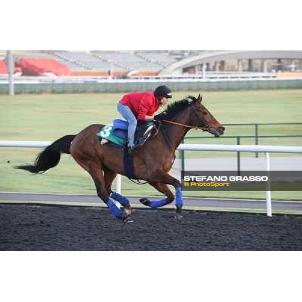 Morning track works - Cirrus des Aigles Dubai - Meydan racecourse,27th march 2014 ph.Stefano Grasso