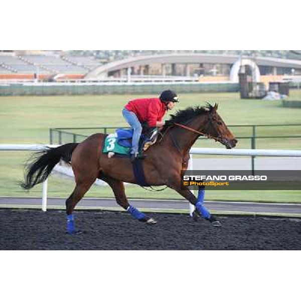 Morning track works - Cirrus des Aigles Dubai - Meydan racecourse,27th march 2014 ph.Stefano Grasso