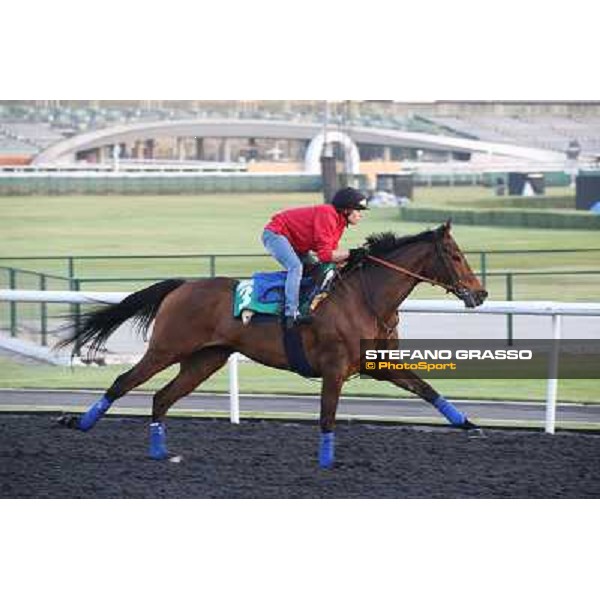 Morning track works - Cirrus des Aigles Dubai - Meydan racecourse,27th march 2014 ph.Stefano Grasso