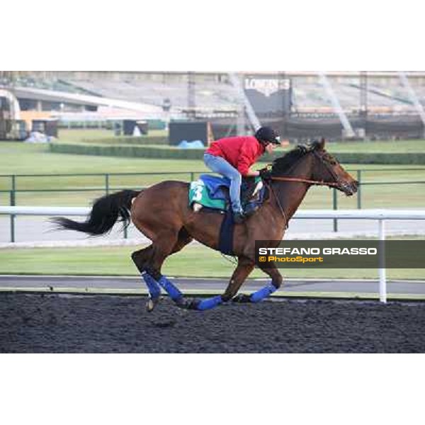 Morning track works - Cirrus des Aigles Dubai - Meydan racecourse,27th march 2014 ph.Stefano Grasso