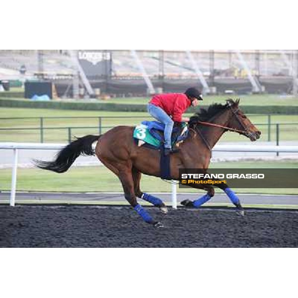 Morning track works - Cirrus des Aigles Dubai - Meydan racecourse,27th march 2014 ph.Stefano Grasso