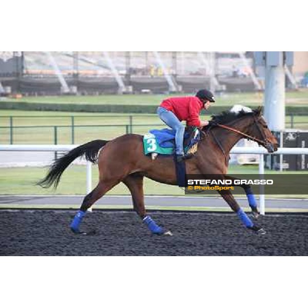 Morning track works - Cirrus des Aigles Dubai - Meydan racecourse,27th march 2014 ph.Stefano Grasso