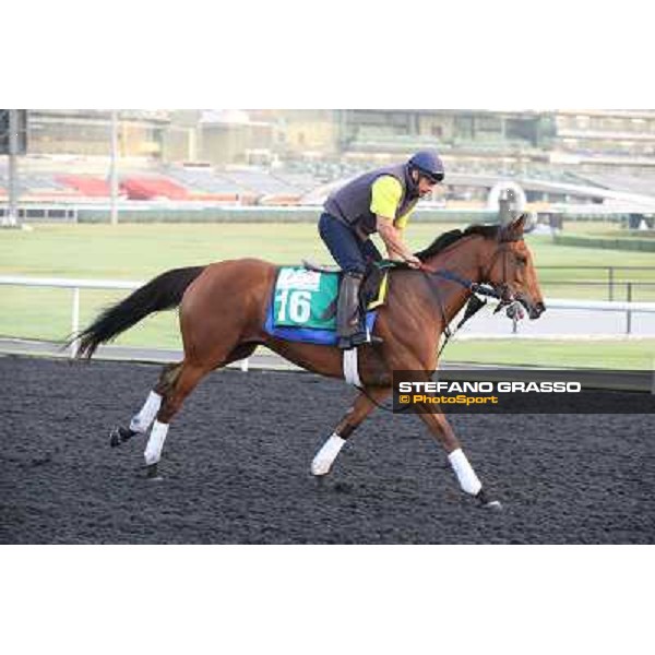 Morning track works - Twilight Eclipse Dubai - Meydan racecourse,27th march 2014 ph.Stefano Grasso