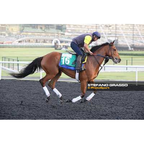 Morning track works - Twilight Eclipse Dubai - Meydan racecourse,27th march 2014 ph.Stefano Grasso