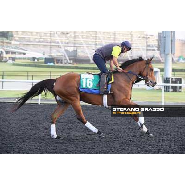 Morning track works - Twilight Eclipse Dubai - Meydan racecourse,27th march 2014 ph.Stefano Grasso
