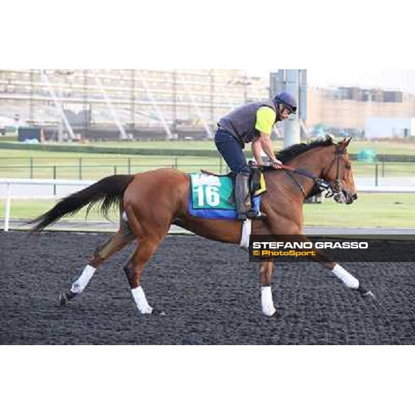 Morning track works - Twilight Eclipse Dubai - Meydan racecourse,27th march 2014 ph.Stefano Grasso
