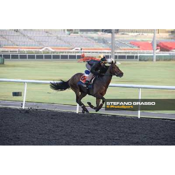 Morning track works - Catcall Dubai - Meydan racecourse,27th march 2014 ph.Stefano Grasso