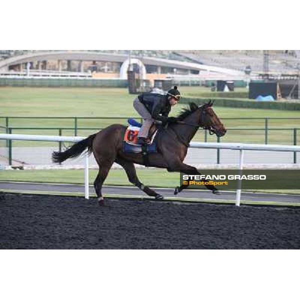 Morning track works - Catcall Dubai - Meydan racecourse,27th march 2014 ph.Stefano Grasso