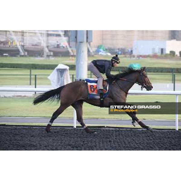 Morning track works - Catcall Dubai - Meydan racecourse,27th march 2014 ph.Stefano Grasso