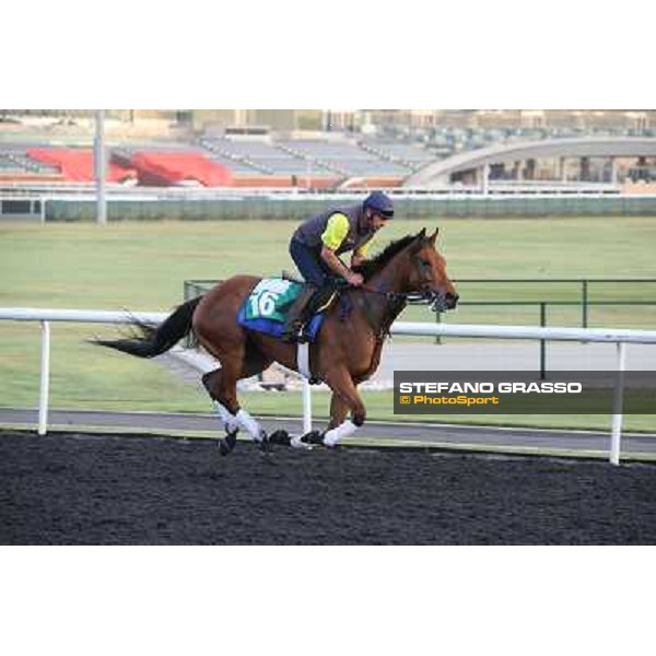 Morning track works - Twilight Eclipse Dubai - Meydan racecourse,27th march 2014 ph.Stefano Grasso