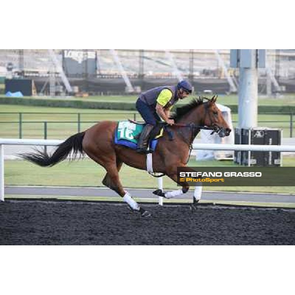 Morning track works - Twilight Eclipse Dubai - Meydan racecourse,27th march 2014 ph.Stefano Grasso