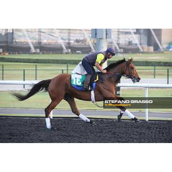 Morning track works - Twilight Eclipse Dubai - Meydan racecourse,27th march 2014 ph.Stefano Grasso