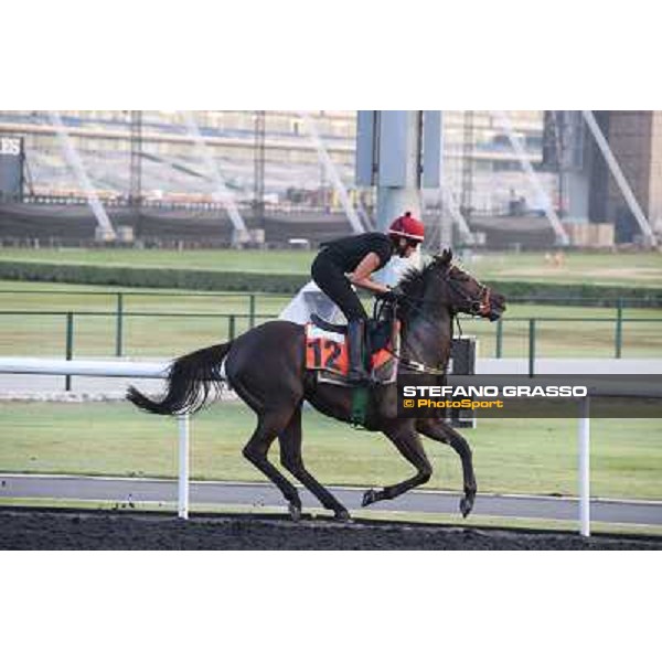 Morning track works - Sole Power Dubai - Meydan racecourse,27th march 2014 ph.Stefano Grasso