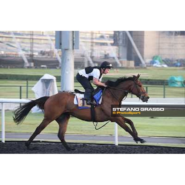 Morning track works - Balmont Mast Dubai - Meydan racecourse,27th march 2014 ph.Stefano Grasso