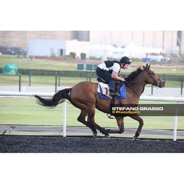Morning track works - Balmont Mast Dubai - Meydan racecourse,27th march 2014 ph.Stefano Grasso