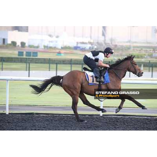 Morning track works - Balmont Mast Dubai - Meydan racecourse,27th march 2014 ph.Stefano Grasso