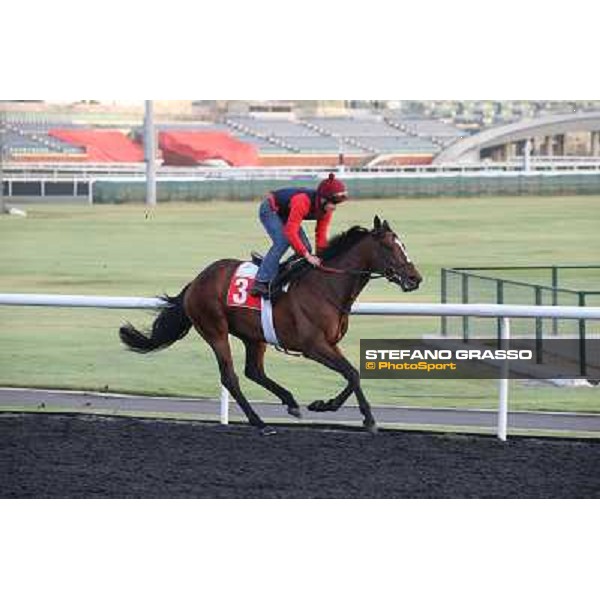 Morning track works - Dabadiyan Dubai - Meydan racecourse,27th march 2014 ph.Stefano Grasso