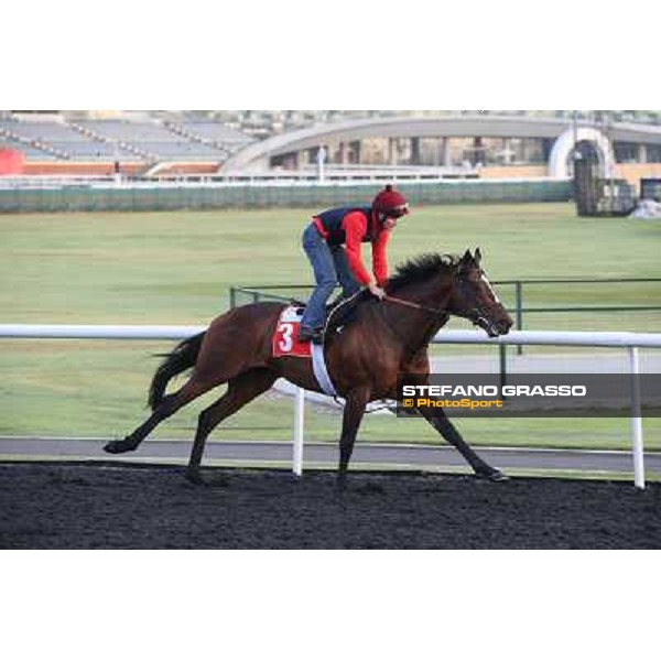 Morning track works - Dabadiyan Dubai - Meydan racecourse,27th march 2014 ph.Stefano Grasso
