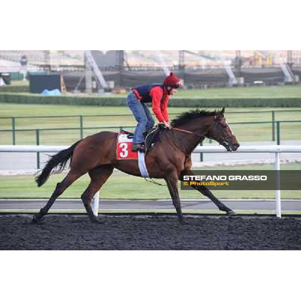 Morning track works - Dabadiyan Dubai - Meydan racecourse,27th march 2014 ph.Stefano Grasso