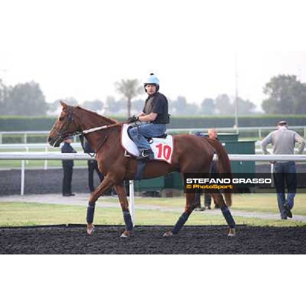 Morning track works - Red Cadeaux Dubai - Meydan racecourse,27th march 2014 ph.Stefano Grasso