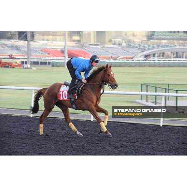 Morning track works - Seismos Dubai - Meydan racecourse,27th march 2014 ph.Stefano Grasso