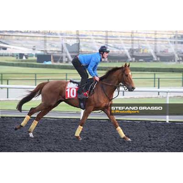 Morning track works - Seismos Dubai - Meydan racecourse,27th march 2014 ph.Stefano Grasso