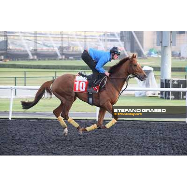 Morning track works - Seismos Dubai - Meydan racecourse,27th march 2014 ph.Stefano Grasso