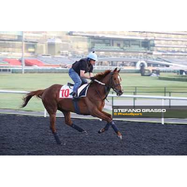 Morning track works - Red Cadeaux Dubai - Meydan racecourse,27th march 2014 ph.Stefano Grasso