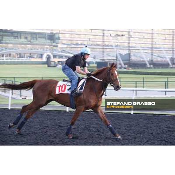 Morning track works - Red Cadeaux Dubai - Meydan racecourse,27th march 2014 ph.Stefano Grasso