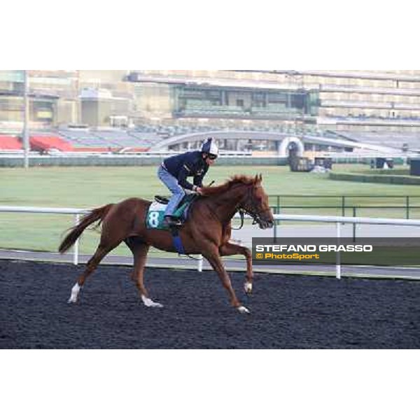 Morning track works - Empoli Dubai - Meydan racecourse,27th march 2014 ph.Stefano Grasso