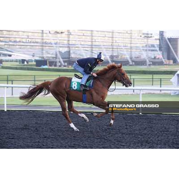Morning track works - Empoli Dubai - Meydan racecourse,27th march 2014 ph.Stefano Grasso