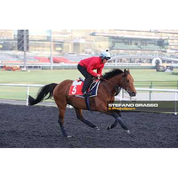 Morning track works - Joshua Tree Dubai - Meydan racecourse,27th march 2014 ph.Stefano Grasso