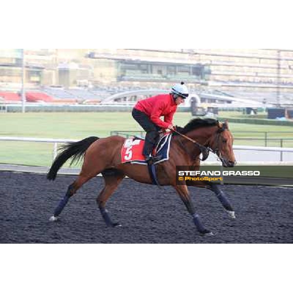 Morning track works - Joshua Tree Dubai - Meydan racecourse,27th march 2014 ph.Stefano Grasso