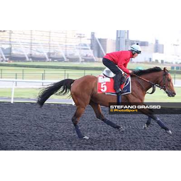 Morning track works - Joshua Tree Dubai - Meydan racecourse,27th march 2014 ph.Stefano Grasso