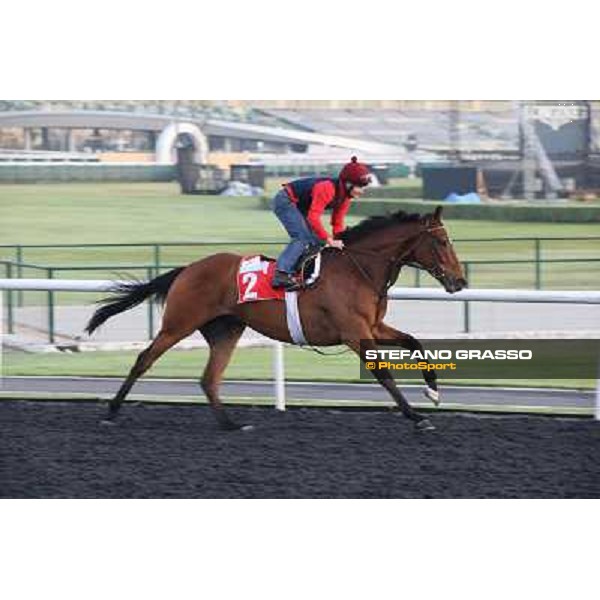 Morning track works - Certerach Dubai - Meydan racecourse,27th march 2014 ph.Stefano Grasso
