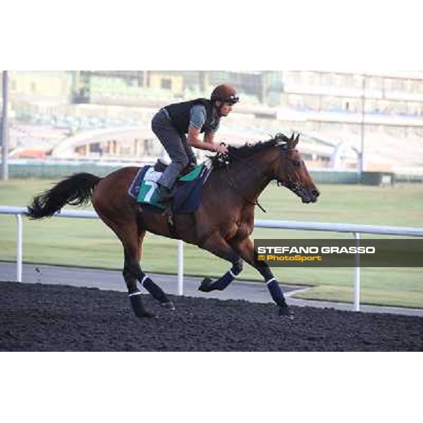 Morning track works - Dunaden Dubai - Meydan racecourse,27th march 2014 ph.Stefano Grasso