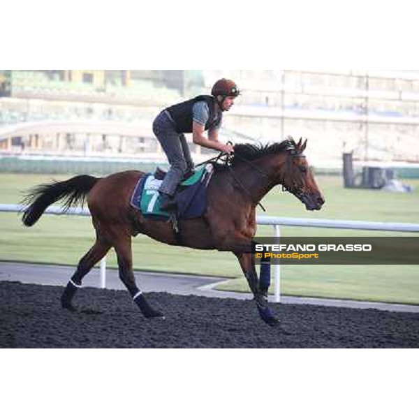 Morning track works - Dunaden Dubai - Meydan racecourse,27th march 2014 ph.Stefano Grasso