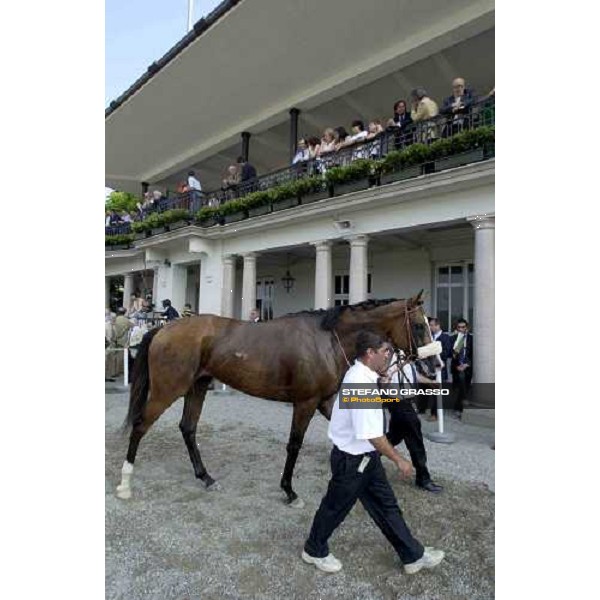 Electrocutionist winner of The Gran Premio Milano in the winner enclosure of San Siro racetrack Milano, San Siro 19th june 2005 ph. Stefano Grasso