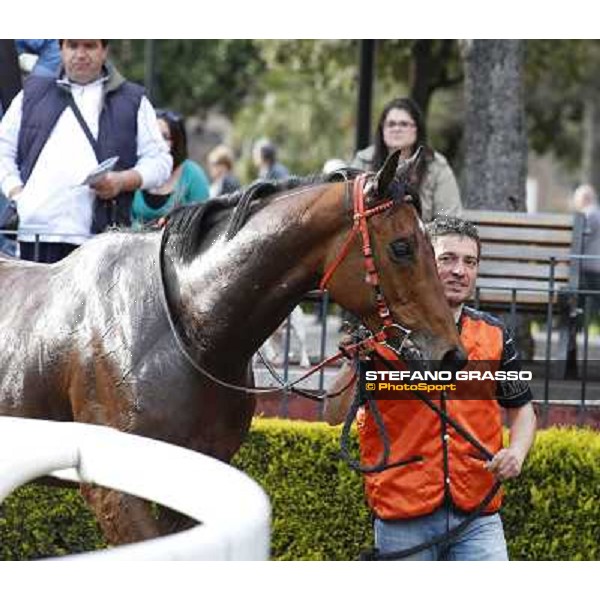 Mr Gotham after winning the Premio Circo Massimo Roma - Capannelle racecourse,6th april 2014 ph.Stefano Grasso