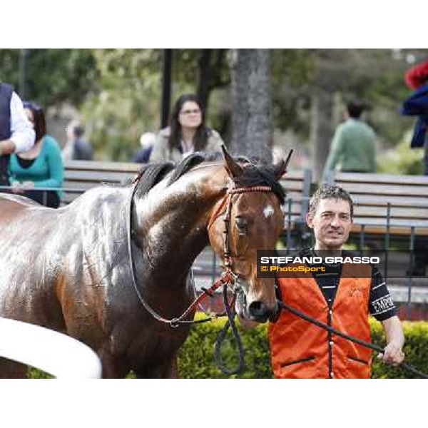 Mr Gotham after winning the Premio Circo Massimo Roma - Capannelle racecourse,6th april 2014 ph.Stefano Grasso