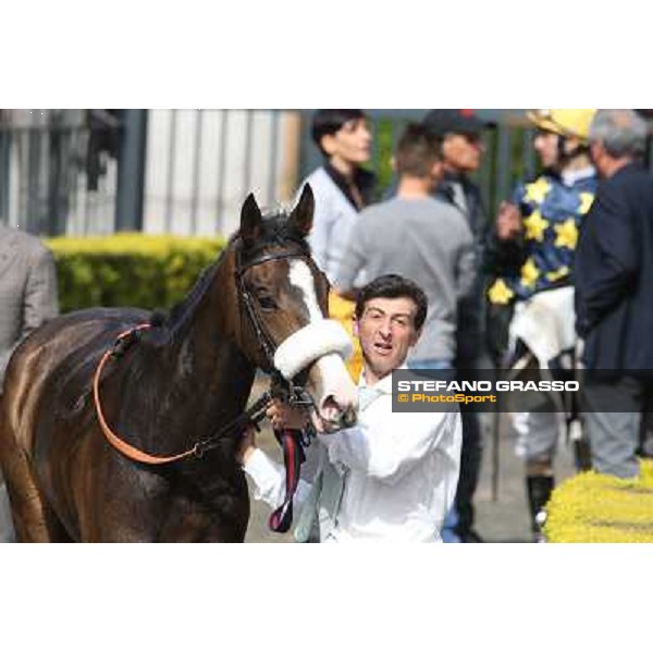 Donna Prassede after winning the Premio Torricola Roma - Capannelle racecourse,6th april 2014 ph.Stefano Grasso