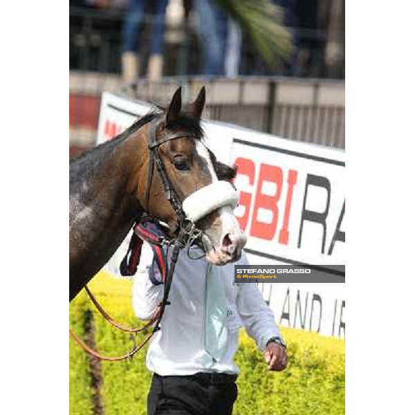 Donna Prassede after winning the Premio Torricola Roma - Capannelle racecourse,6th april 2014 ph.Stefano Grasso