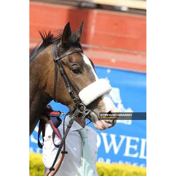 Donna Prassede after winning the Premio Torricola Roma - Capannelle racecourse,6th april 2014 ph.Stefano Grasso
