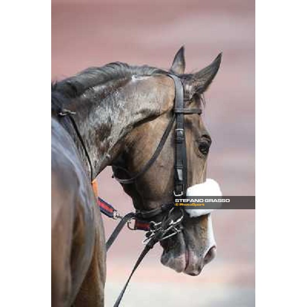 Donna Prassede after winning the Premio Torricola Roma - Capannelle racecourse,6th april 2014 ph.Stefano Grasso