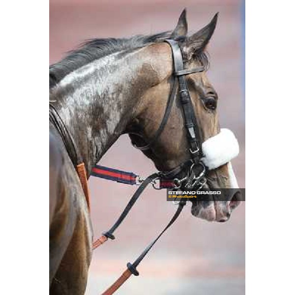Donna Prassede after winning the Premio Torricola Roma - Capannelle racecourse,6th april 2014 ph.Stefano Grasso