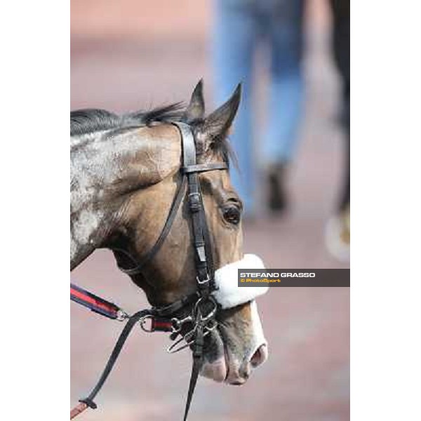 Donna Prassede after winning the Premio Torricola Roma - Capannelle racecourse,6th april 2014 ph.Stefano Grasso