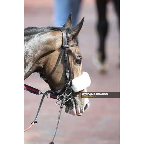 Donna Prassede after winning the Premio Torricola Roma - Capannelle racecourse,6th april 2014 ph.Stefano Grasso