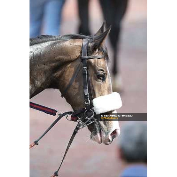 Donna Prassede after winning the Premio Torricola Roma - Capannelle racecourse,6th april 2014 ph.Stefano Grasso