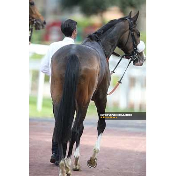 Donna Prassede after winning the Premio Torricola Roma - Capannelle racecourse,6th april 2014 ph.Stefano Grasso