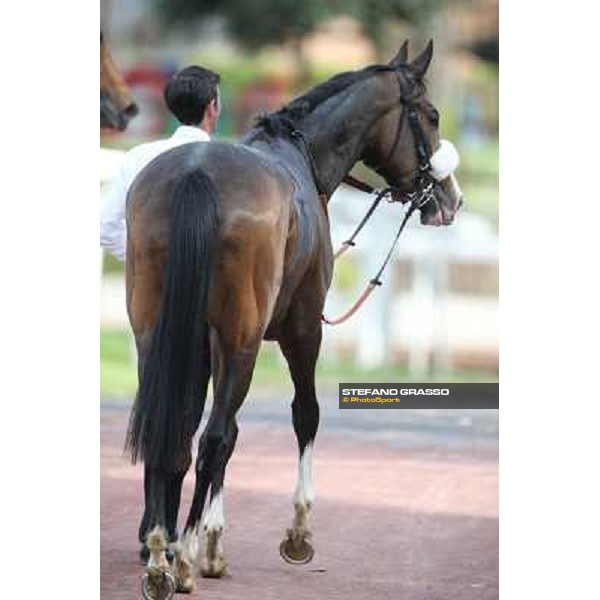 Donna Prassede after winning the Premio Torricola Roma - Capannelle racecourse,6th april 2014 ph.Stefano Grasso